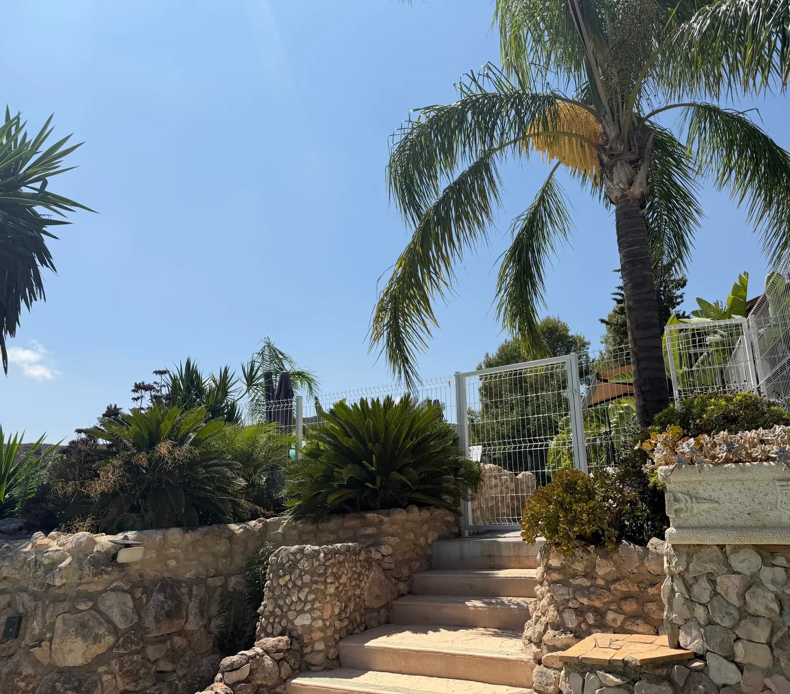 Escalera de piedra entre cicas y palmeras que sube hacia la puerta de la piscina